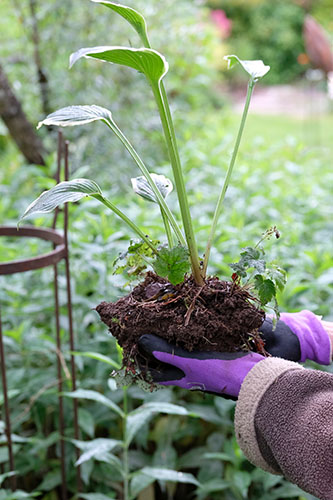 Diviser un hosta5-Jardin de la Ferrière-by Didier Hirsch-333x500_DHF3701 Diviser un hosta5-Jardin de la Ferrière-by Didier Hirsch-333x500_DHF3701