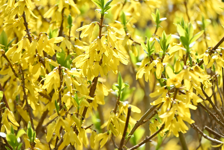 forsythia - undefined undefined ©undefined undefined