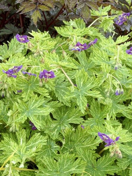 geranium-vivace-livide-margaret-wilson-jardin du pic vert ©Jardin du Pic Vert
