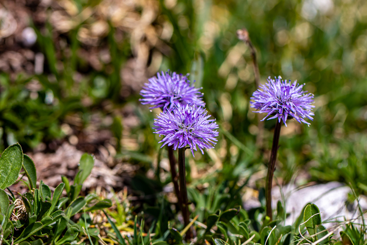 globularia cordifolia - cowii ©cowii