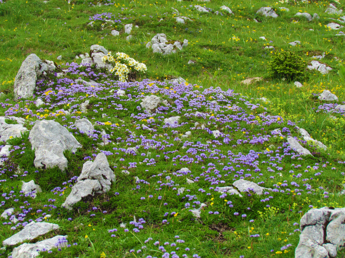Globularia nudicaulis - kato08 ©kato08