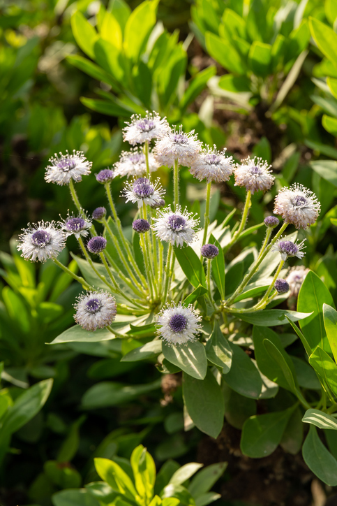 globularia sarcophylla - Barbara Gabay Globularia sarcophylla ©Barbara Gabay