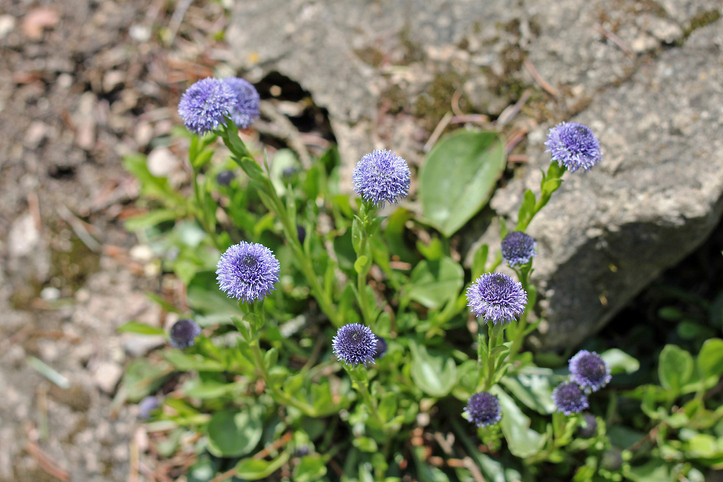 Globularia trichosantha - Ilona5555 ©Ilona5555