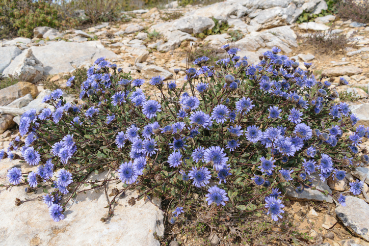 globullaria alypum - globulaire - CoinUp ©Coinup