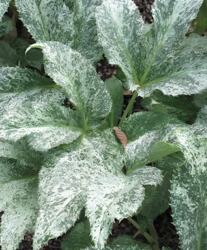 helleborus argutifolius Pacific Frost-Edit ©Wychwood Tasmania