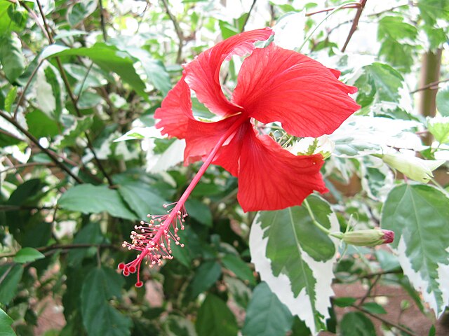 Hibiscus_rosa-sinensis_'Cooperi'- Kenpei ©Kenpei (wikimedia)
