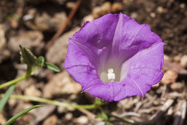 Ipomoea_plummerae_-_Flickr_-_aspidoscelis - Patrick Alexander Ipomoea plummerae ©Patrick Alexander