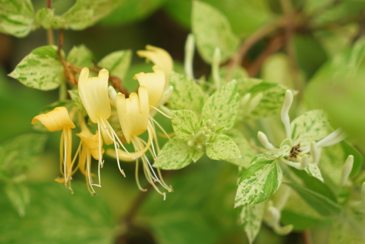 Lonicera-japonica-mint-crisp-Edit ©Isabelle Morand