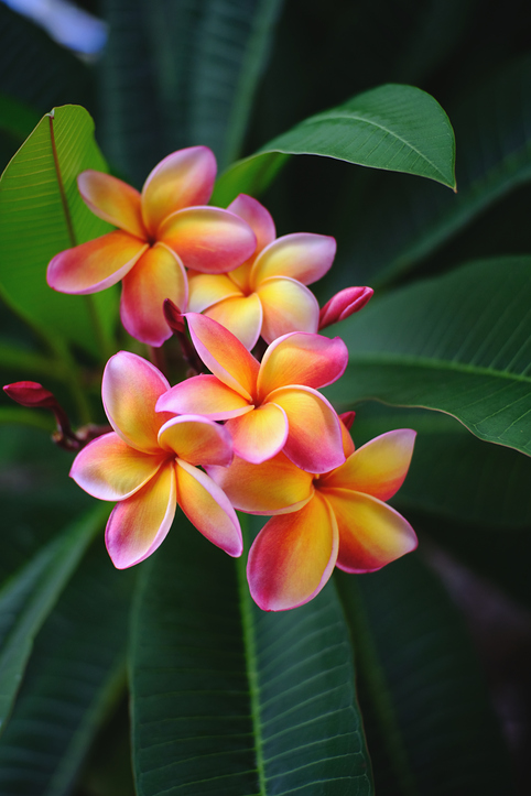 Plumeria - frangipanier - Prasitsak Smaksman ©Prasitsak Smaksman