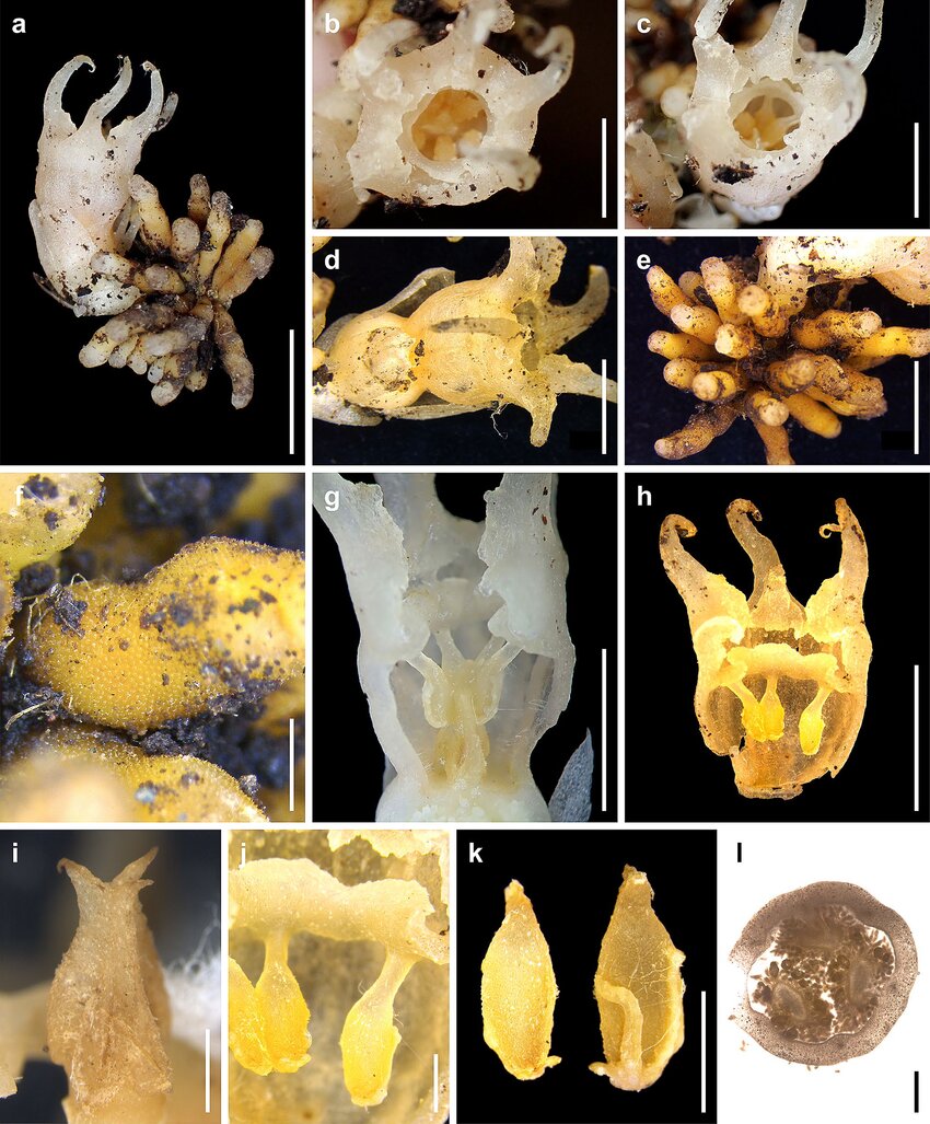 Relictithismia-kimotsukiensis-a-Habit-b-Flower-top-view-c-Flower-diagonal-top-view Creative commons ©Creative Commons