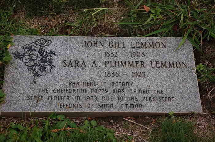 sara Plummer - John Lemmon sara Plummer - John Lemmon