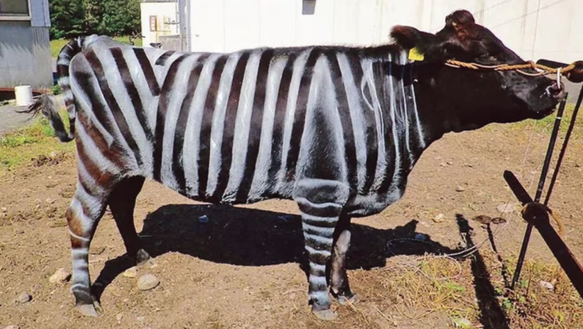 vache zebre - Plos One ©Plos One