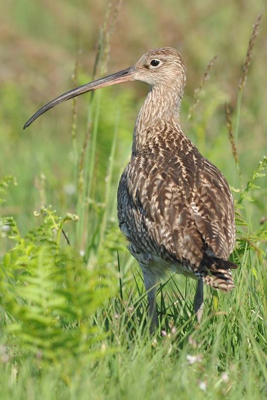 Courlis_PatrickHarle Courlis cendré