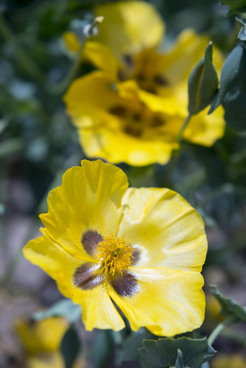 glaucium flavum - pavot cornu - ironsailor ©ironsailor