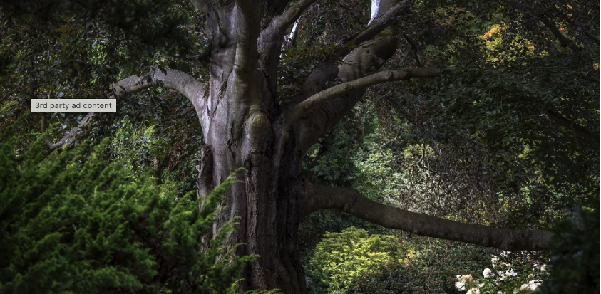 hetre polonais - lauréat du prix de l'arbre européen de l'année 2024. Bożka Piotrowska vel Zielona Bombonierka © Bożka Piotrowska vel Zielona Bombonierka