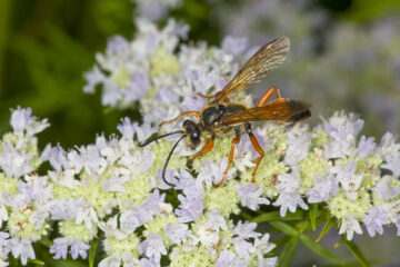menthe de montagne et insecte