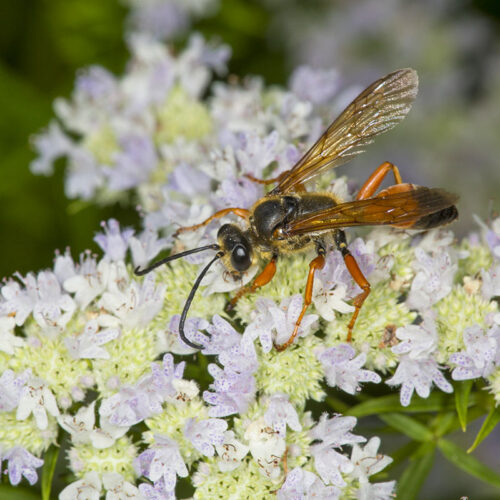 menthe de montagne - insecte - Holcy -1200x800 menthe de montagne et insecte