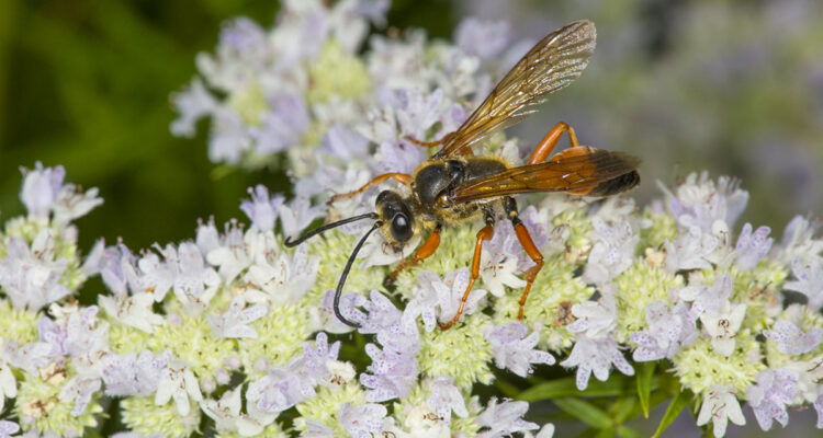 menthe de montagne et insecte