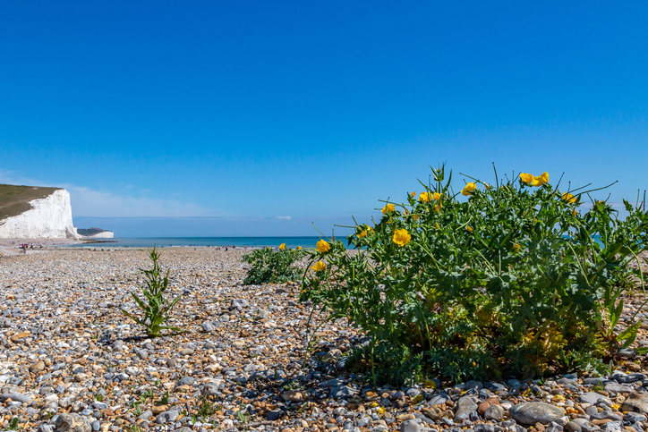 pavot cornu - glaucium flavum - Lemanieh ©Lemanieh