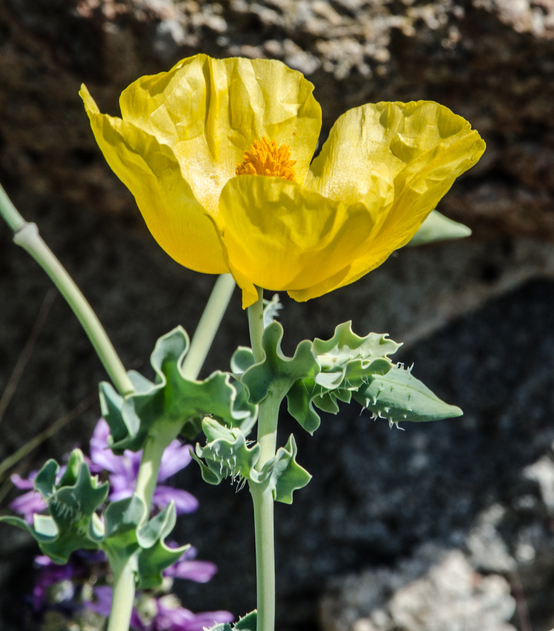 pavot cornu - Glaucium flavum - Rex_Wholster ©Rex_Wholster