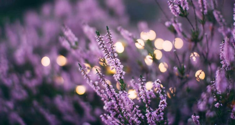 Lavande