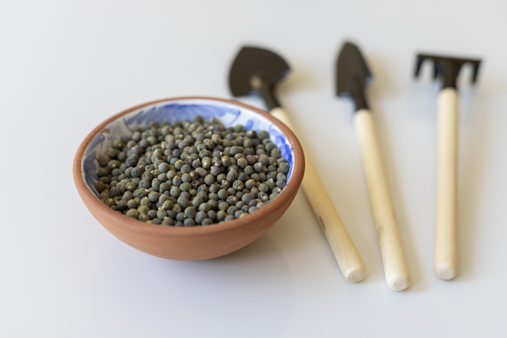 Gombo graine - Hibiscus esculentus - Bilal photos ©Bilal