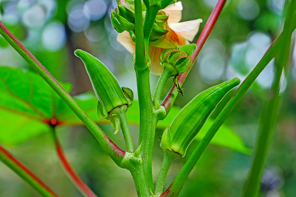 Gombo -Hibiscus esculentus - natbits pour Une -1200x800 ©Natbits