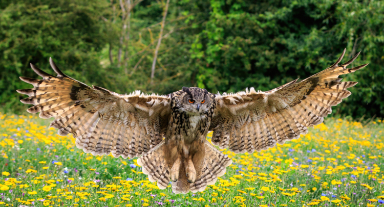 grand duc d'Europe - Bubo bubo - chris2766 -Edit ©chris2766