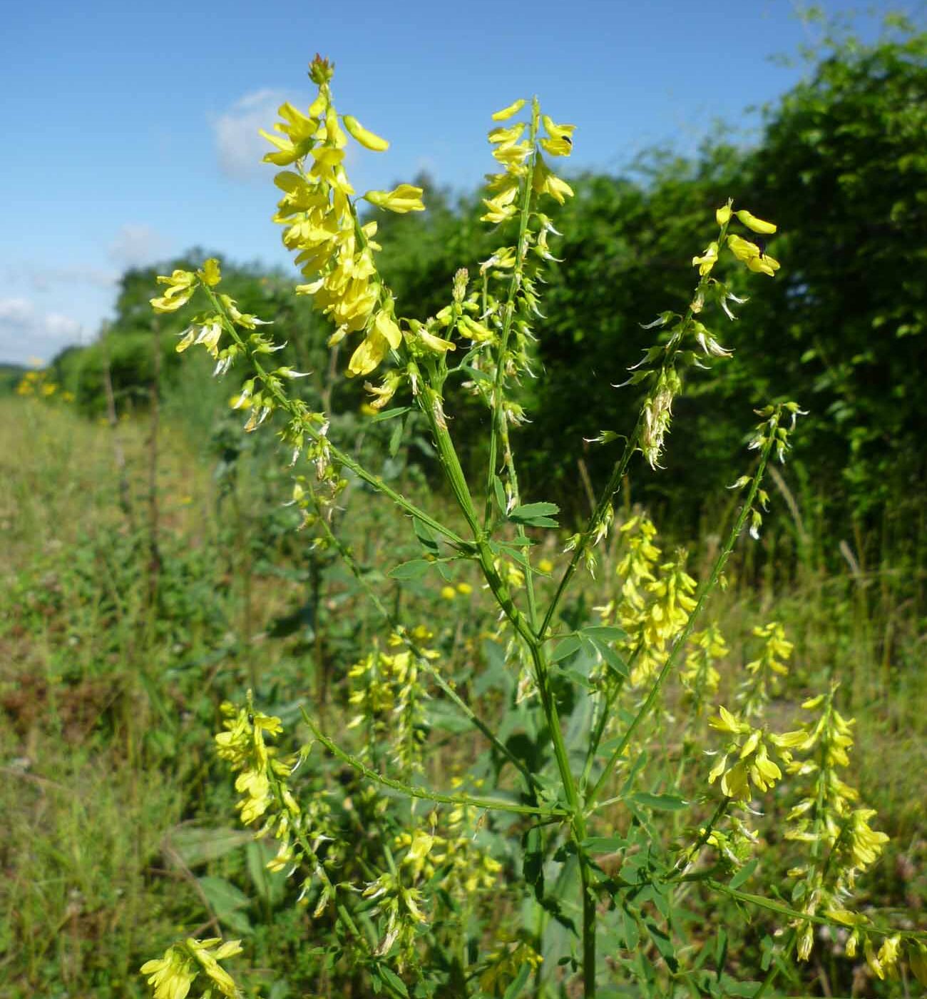 Melilotus officinalis-Soignolles-en-Brie-Philippe GOURDAIN Melilotus officinalis