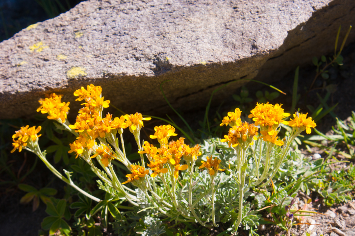 Artemisia glacialis - genepi des glaciers - louis bertrand ©Louis Bertrand