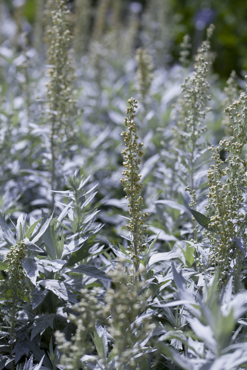 Artemisia ludoviciana Silver Queen - armoise - joannatkaczuk ©joannatkaczuk