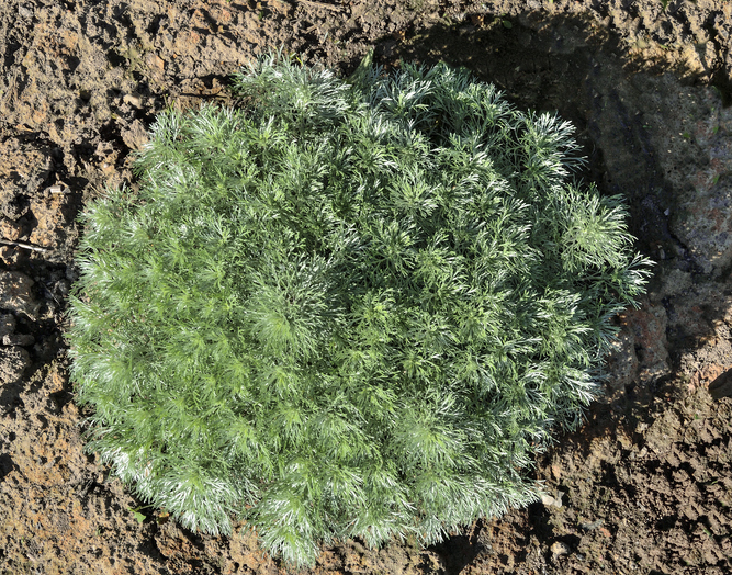 artemisia schmidtiana Nana - Rvo233 ©Rvo233