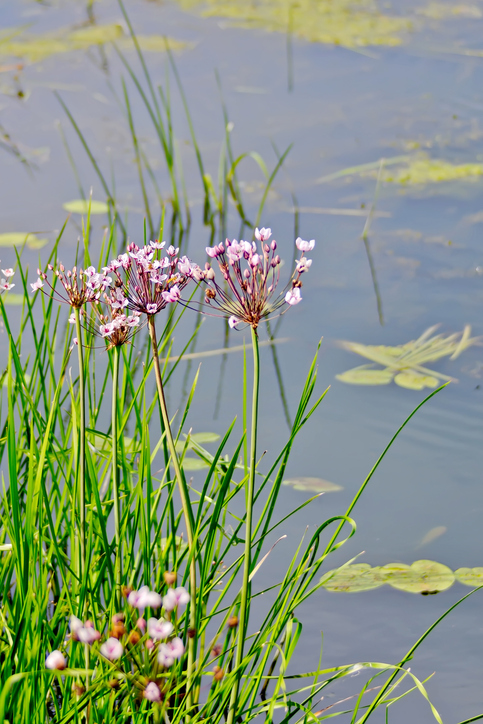 Betomus umbellatus - Gert-Jan van Vliet ©Gert-Jan van Vliet