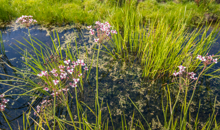 Betomus umbellatus - RuudMorijn ©RuudMorijn