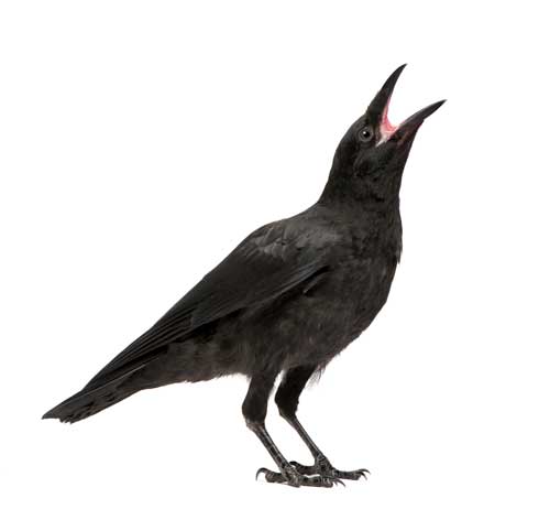 Corbeau-LifeOnWhite Corbeau