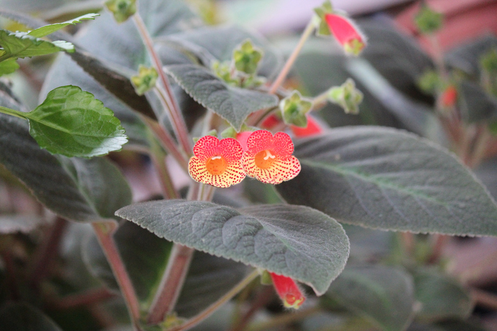 Kohleria digitiflora - Oscar Yoshinori Toyofuku K. amabilis ©Oscar Yoshinori Toyofuku