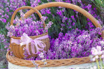 Panier de lavande pour l'écologie