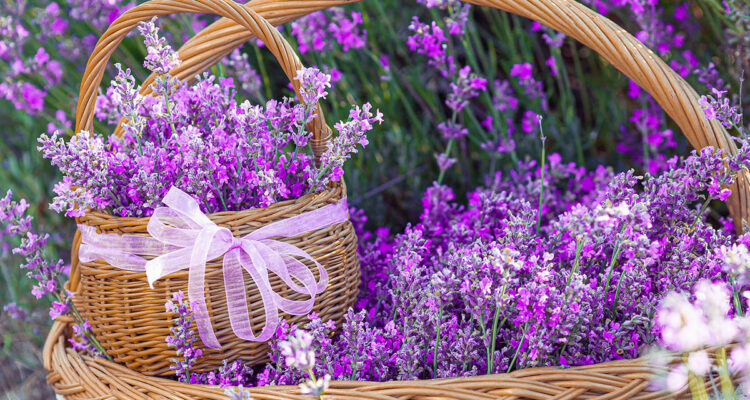 Panier de lavande pour l'écologie