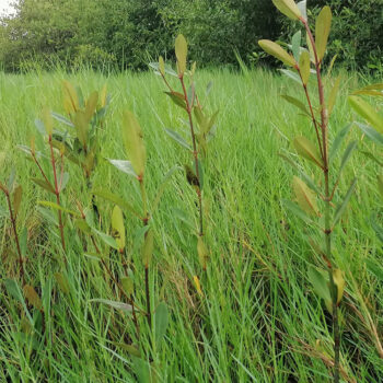 02-Paletuviers Palétuviers • Bénin