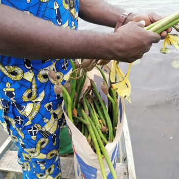 06-mains Palétuviers • Bénin