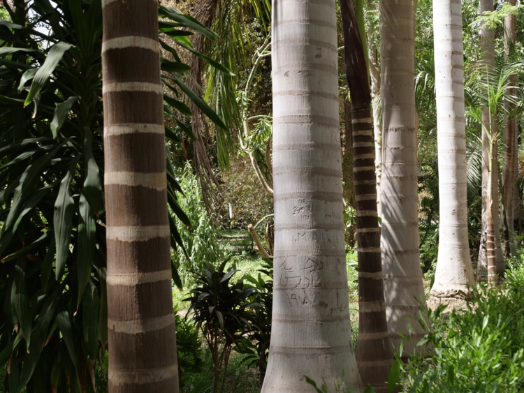 _1088575. Jardin botanique Aswan - allee de palmiersJPG-Edit ©Isabelle Morand