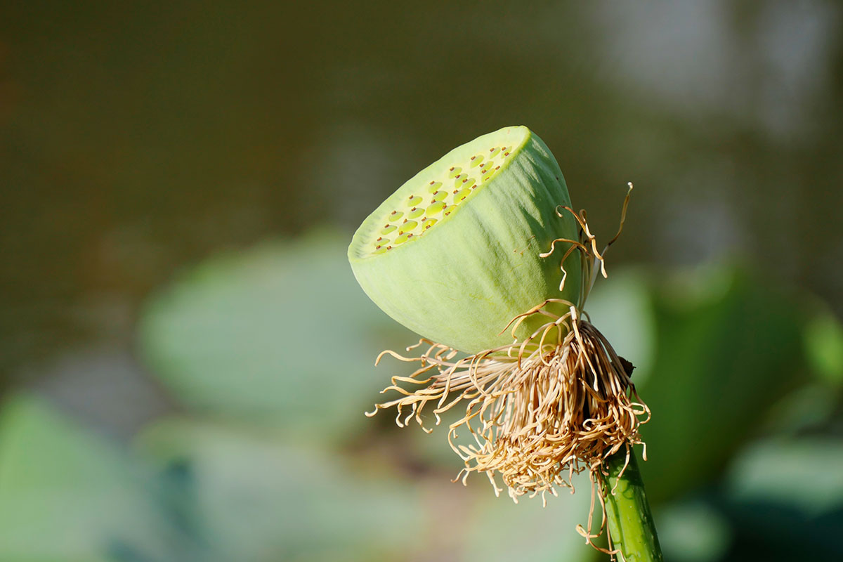 _1180618 Nelumbo nucifera. Lotus. Eau. Bassin. Capsule - by Isabelle Morand-1200x800 ©Isabelle Morand