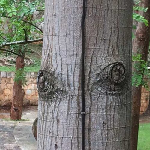 Arbre_Chukum-oeil_LaetitiaChemin écorce de chukum