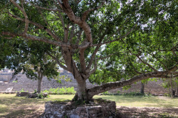 Arbre chukum - Havardia albicans