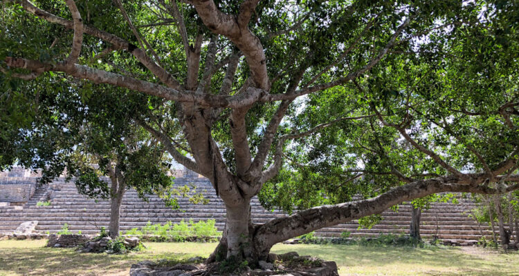 Arbre chukum - Havardia albicans