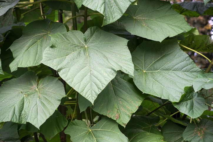 äulownia tomentosa - Neydtstock Paulownia tomentosa ©Neydtstock