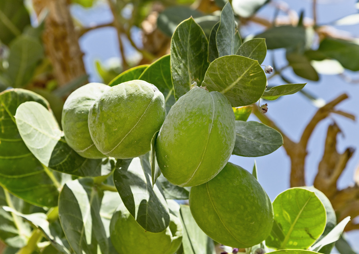 Calotropis procera - Kateryna Mashkevych ©Katerina mashkevych