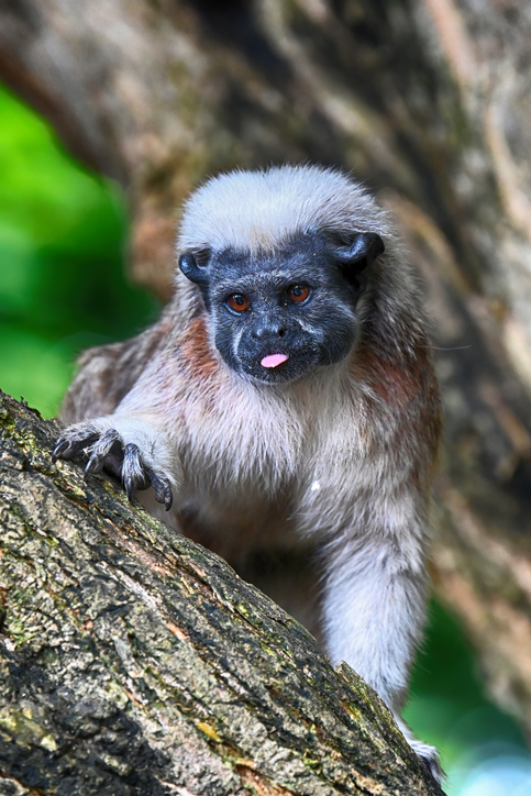 Jason Kostansek Tamarin ©Jason Kostansek