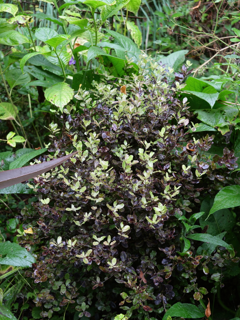 P1055865 Pittosporum Tom Thumb-Edit ©I. Morand