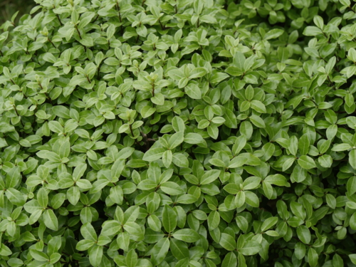 P1310980 Pittosporum Golf Ball-Edit ©Isabelle Morand